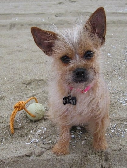 Cairn Terrier Chihuahua Mix Dog
